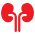 renal